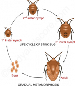 What is Metamorphosis?- The Complete Guide - CBSE Class Notes Online ...