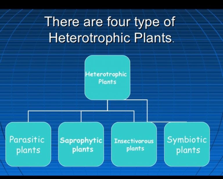 essay on heterotrophic nutrition in plants