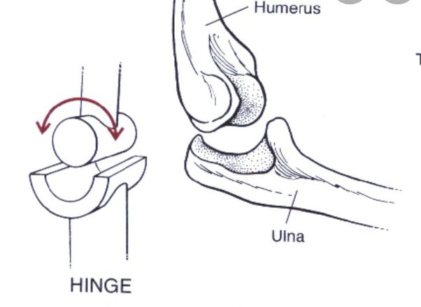 what is Hinge Joints? -Body Movement Class 6 Notes