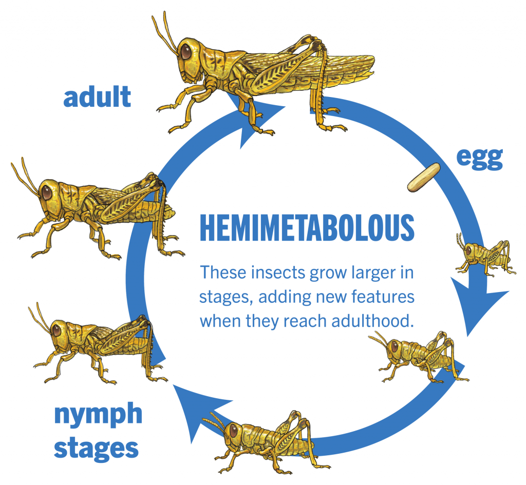 What is Metamorphosis?- The Complete Guide- Incomplete Metamorphosis (Hemimetabolous)