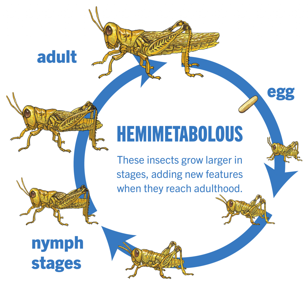 difference-between-incomplete-and-complete-metamorphosis-compare-the