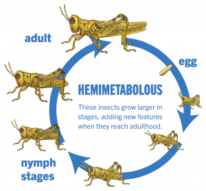 What is Metamorphosis?- The Complete Guide - CBSE Class Notes Online ...