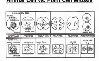 Difference and Similarities between Mitosis in Plant and Animal Cell in Details 