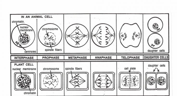 How Is Mitosis Similar In Animal And Plant Cells