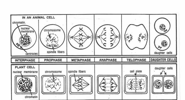 Mitosis In Plant Cell And Animal Cell Differences And Similarities CBSE Class Notes Online 