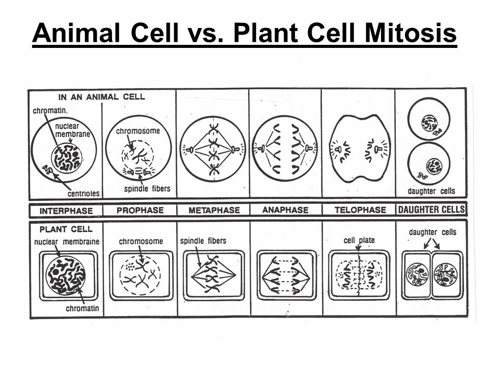 Describe The Differences Between Mitosis In An Animal Cell And A Plant Cell