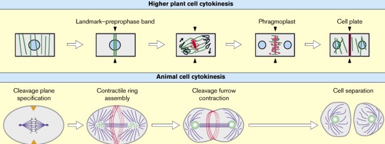 Difference and Similarities between Mitosis in Plant and Animal Cell in Details  - Cytokinesis