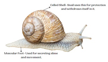 Movement in Snail