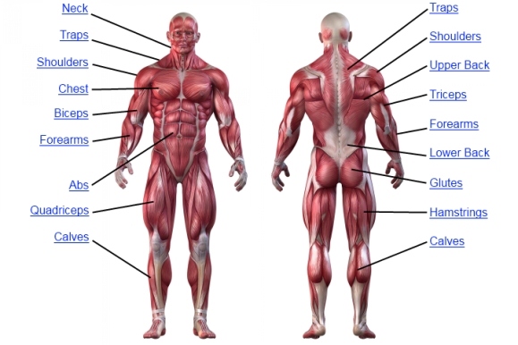 What are Muscles? - Body Movement Class 6 Notes