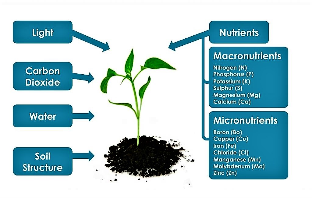 Plant в прошедшем. Soil for Plants. Nutrients for Plants. Nutrient Soil. ЕС Soil for Plants.
