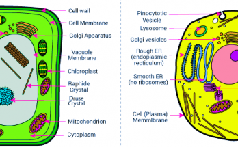 9 Important Similarities between Plant and Animal cell