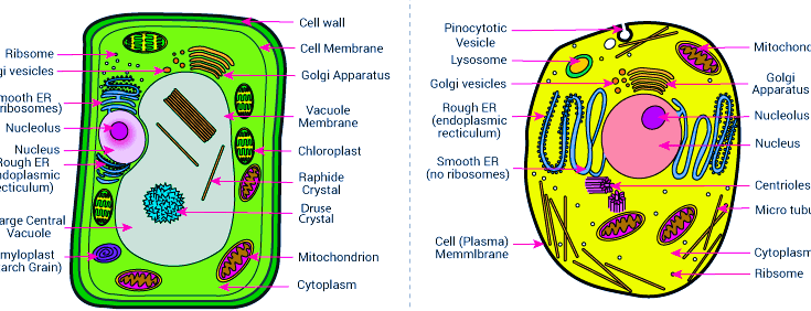 9 Important Similarities between Plant and Animal cell