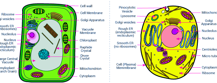 What Are The Similarities Between Plants And Animals Cells CBSE 