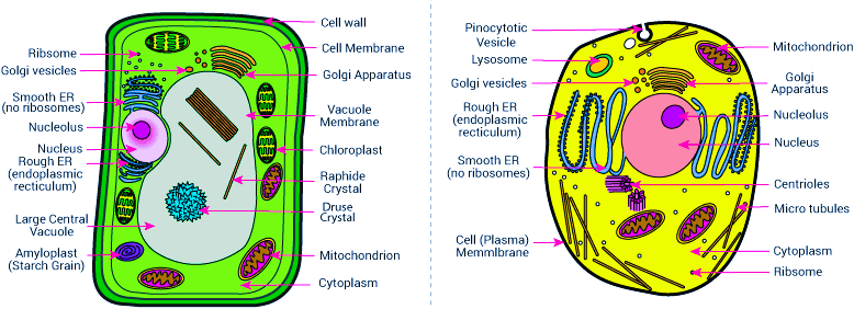 what are the 10 similarities between plants and animals cells