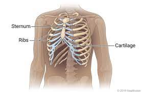 what is Ribcage-  Body Movement Class 6 Notes