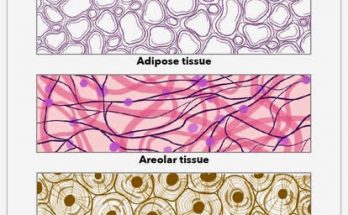 Write a short note on Connective Tissue ?