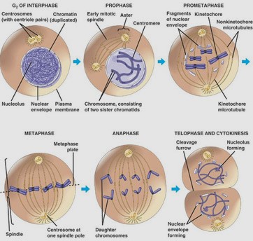 Role of Spindle Fibers in Mitosis
