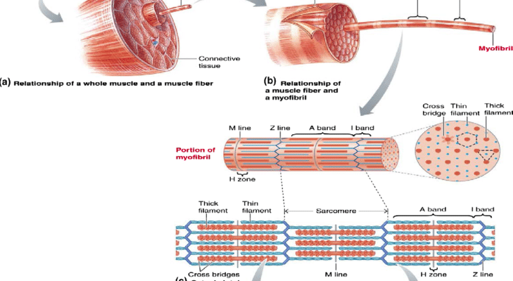 striated-muscles-definition-structure-types-functions-cbse