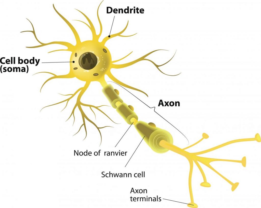 Structure of neuron -Neurons look like a “Star-shaped cell with a Tail”
