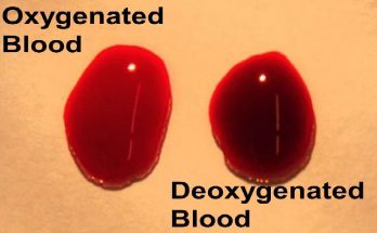 Why is it necessary to separate Oxygenated and Deoxygenated Blood