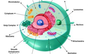 the animal cell structure