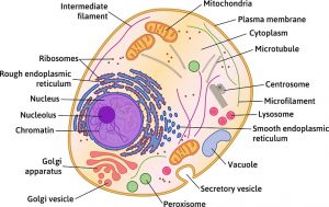 The Animal Cell Structure - CBSE Class Notes Online - Classnotes123