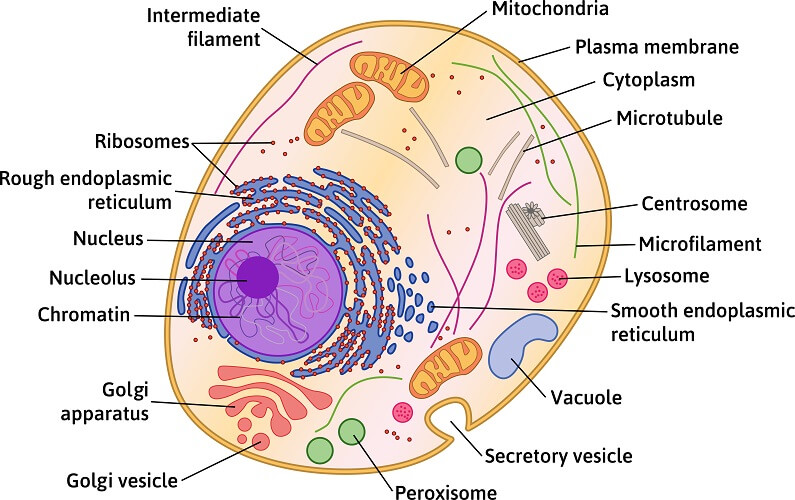 the Animal cell Structure 