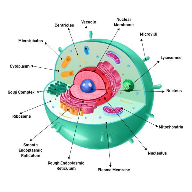 The Animal Cell Structure - CBSE Class Notes Online - Classnotes123
