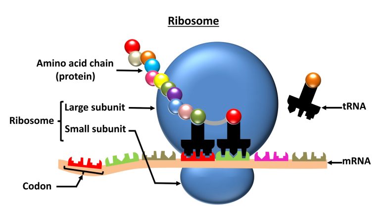 Cell Organelles - The Complete Guide - CBSE Class Notes Online ...