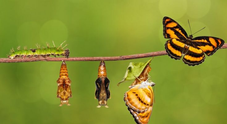 What is Metamorphosis?- The Complete Guide- Gradual Metamorphosis- Direct Development metamorphosis