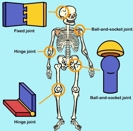 What are Joints ? -Body Movement Class 6 Notes