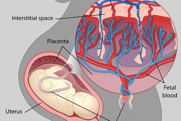 Structure of the placenta explained with all the structures and layers