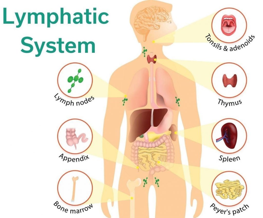 9 Important function of Lymphatic System