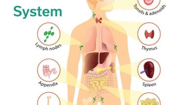 9 Important function of Lymphatic System