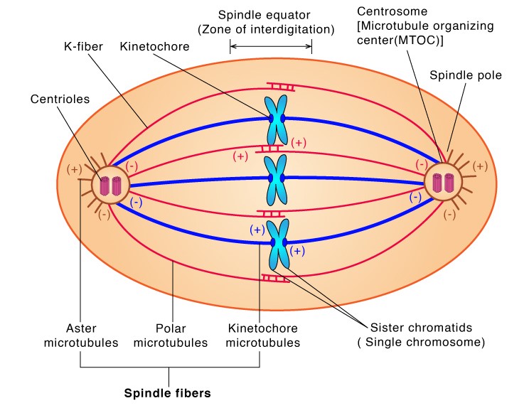 Spindle Fibers Definition , Importance, Composition, Types and Role in