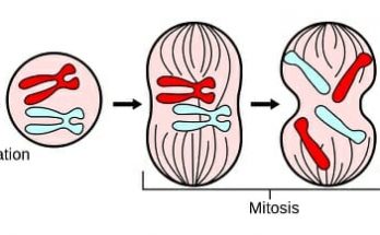 Function of Mitosis