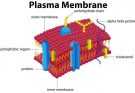 Animal Cell Membrane (Plasma Membrane) - Structure , Composition and Functions