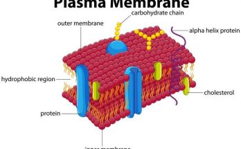Animal Cell Membrane (Plasma Membrane) - Structure , Composition and Functions