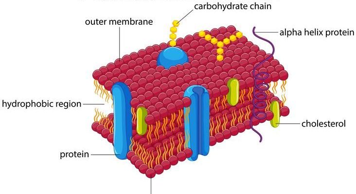 Animal Cell Membrane (Plasma Membrane) - Structure , Composition and  Functions - CBSE Class Notes Online - Classnotes123