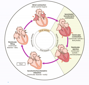 Cardiac Cycle - Class 11th - CBSE Class Notes Online - Classnotes123