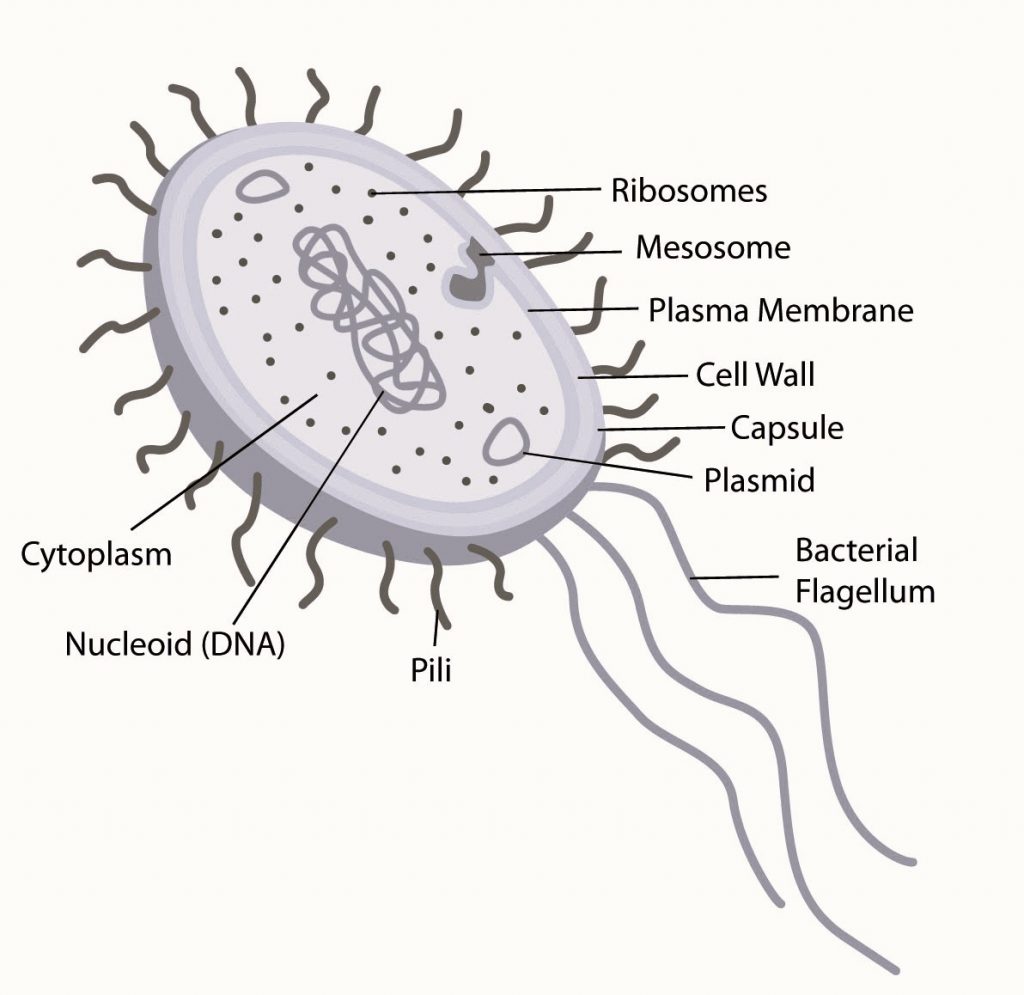 diagram of a cell- Prokaryotic Cell