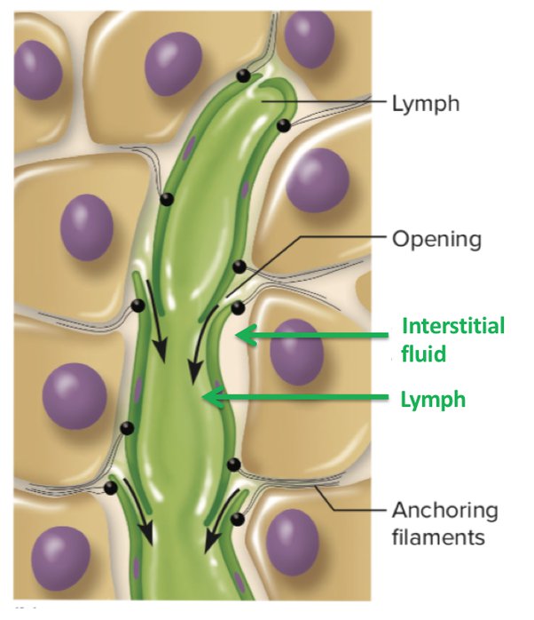 Difference between Lymph and Plasma