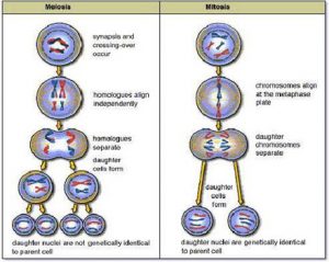 Why is Mitosis called the “Equational Division” and Meiosis is called ...