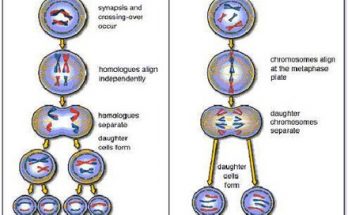why Mitosis called the “Equational Division” and Meiosis is called the “Reduction Division”