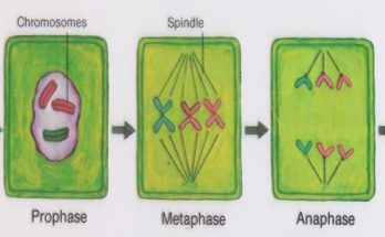 Mitosis in Plants