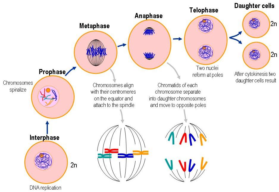 Role of Chromosomes in Cell Division 