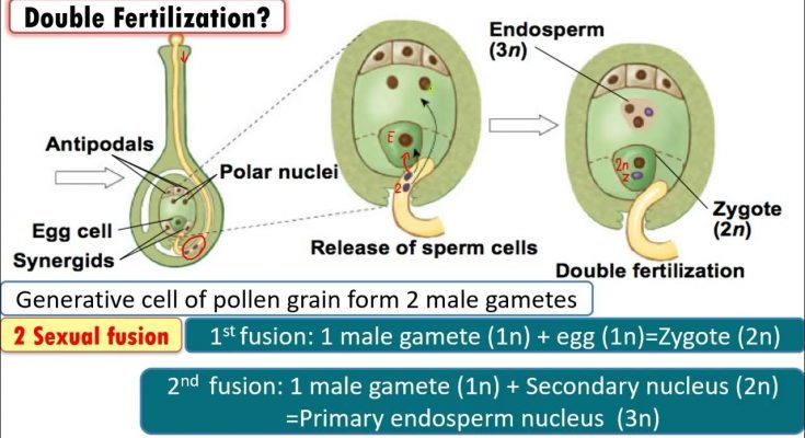 Why is fertilization in an Angiosperm referred to as Double Fertilization? Mention the Ploidy of the Cells Involved.