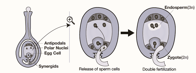 neatly labelled diagram of double fertilization