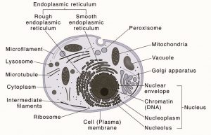 Diagram of Eukaryotic Cell - CBSE Class Notes Online - Classnotes123