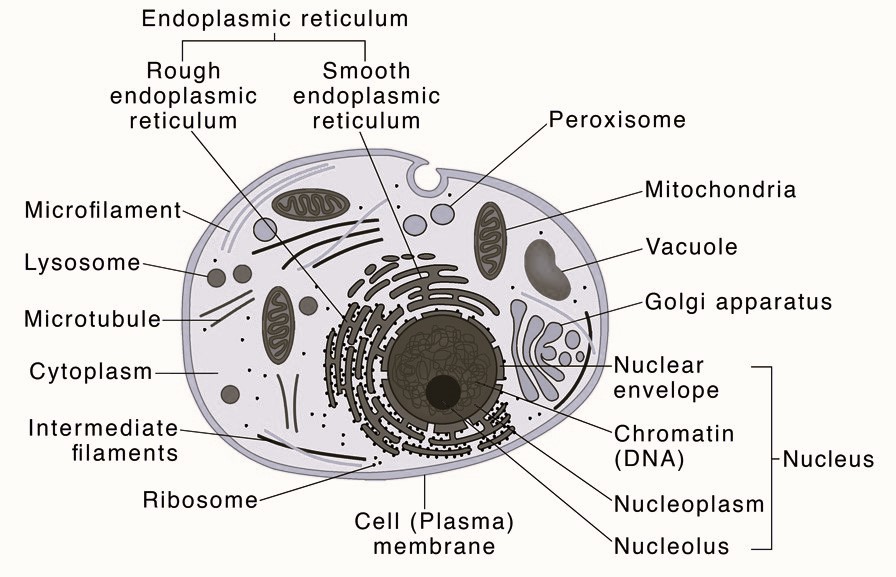 Diagram of The Eukaryotic Cell -neatly labelled easy to draw diagram of Chloroplast  - with decription of each label for class exam and school assignments .